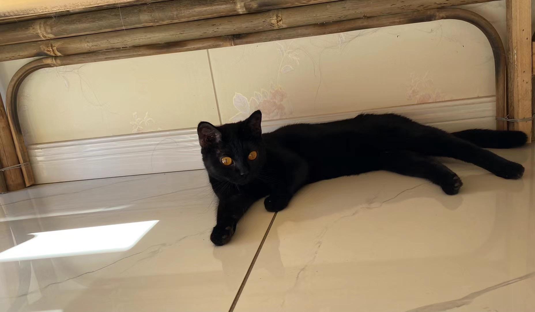 玄猫和黑猫的区别有什么区别吗？ - 知乎