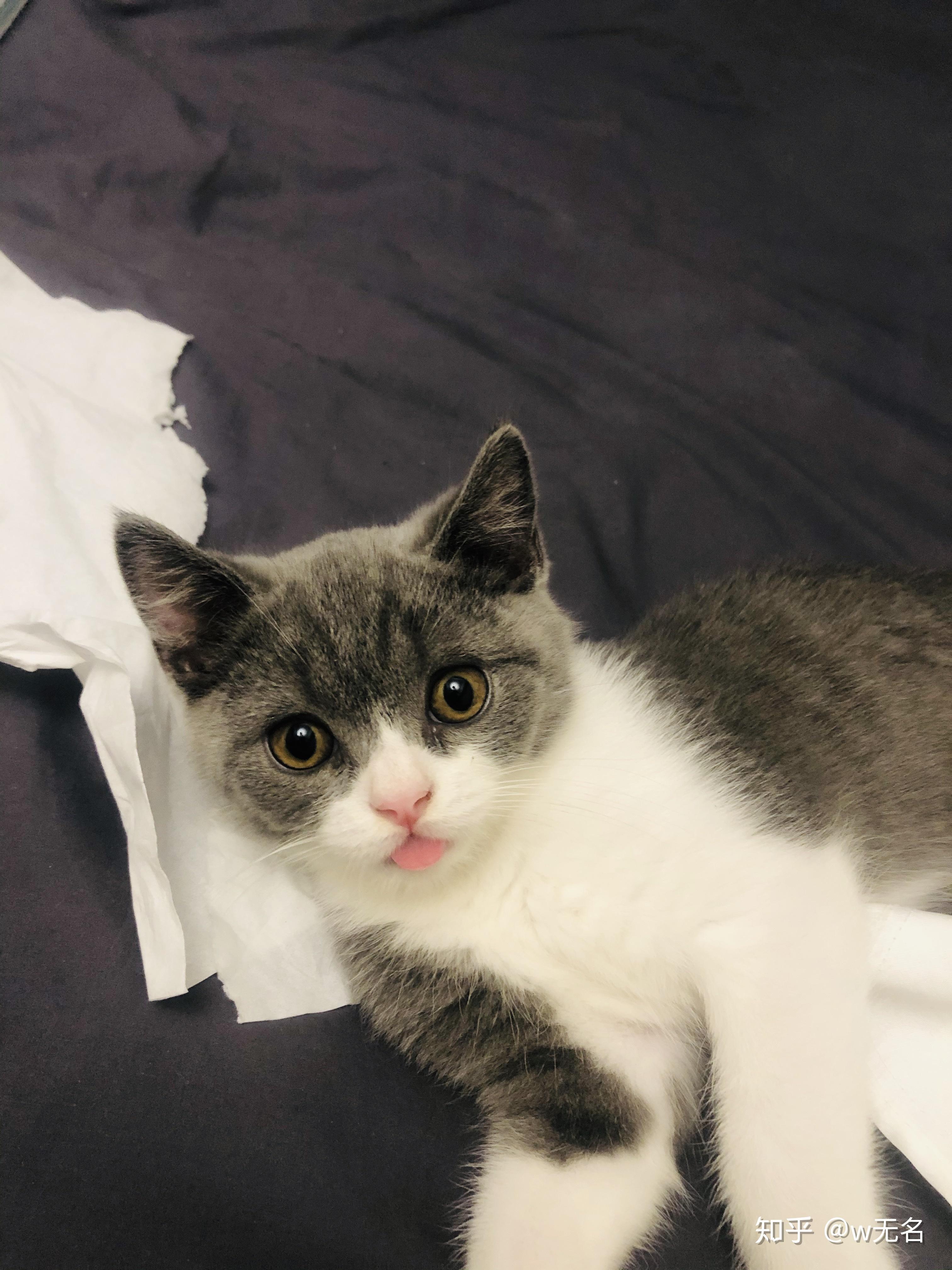 英国短毛猫蓝白的多少钱一只呀?去实体店买比较好还是哪里?