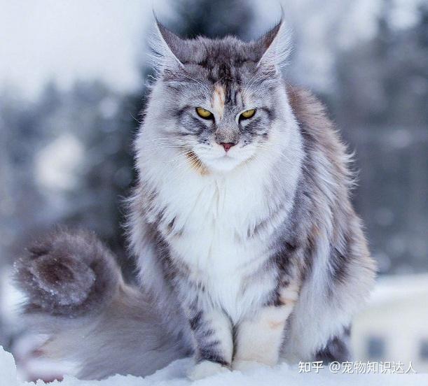 猫界排行榜之小帅猫，每只都威风凛凛！ - 知乎