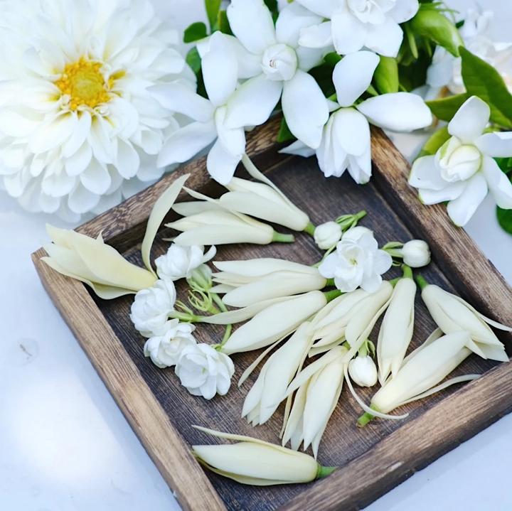 栀子花 白兰花 茉莉花 初夏三白 知乎