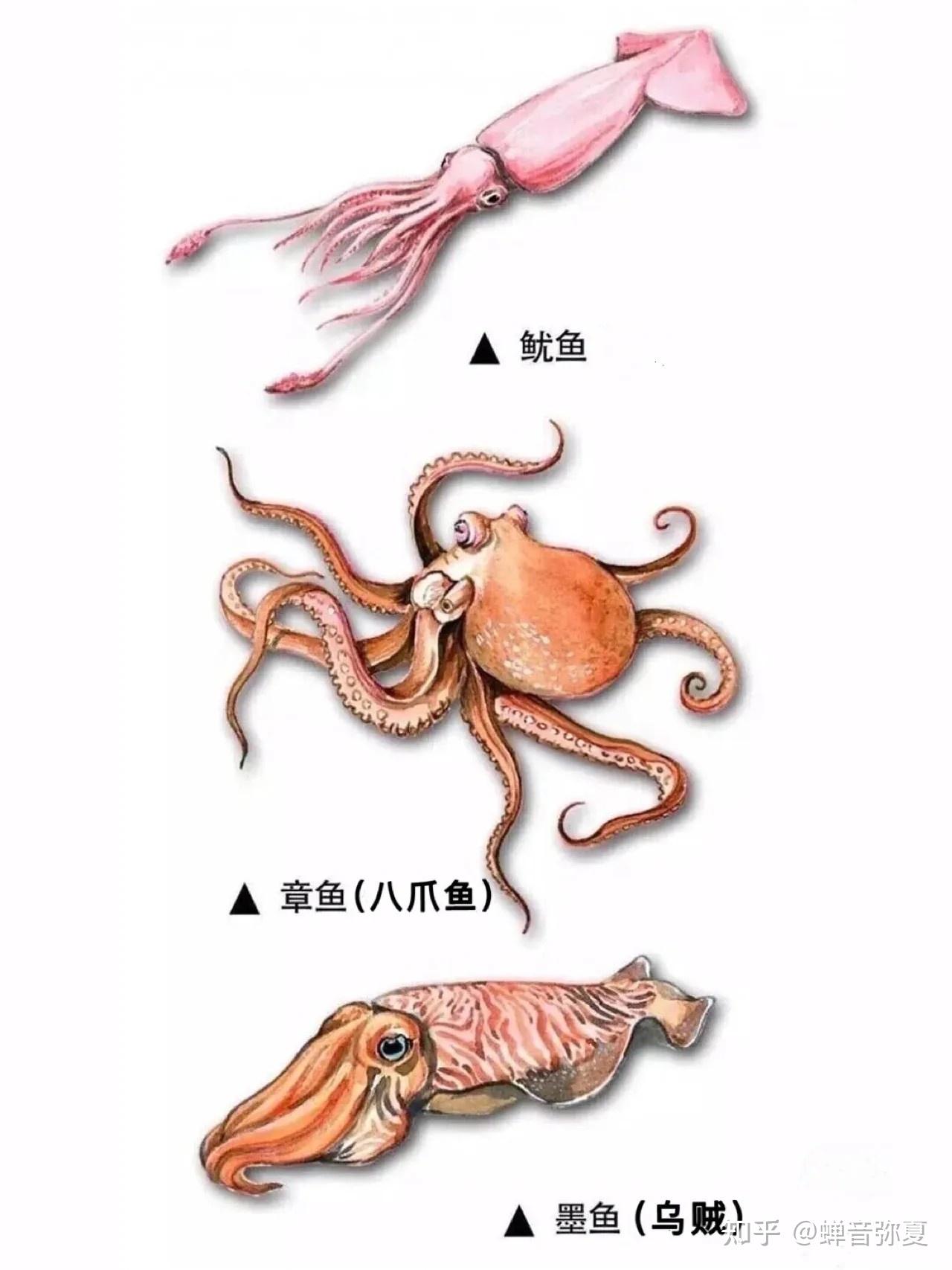 如何区分鱿鱼与乌贼? - 知乎