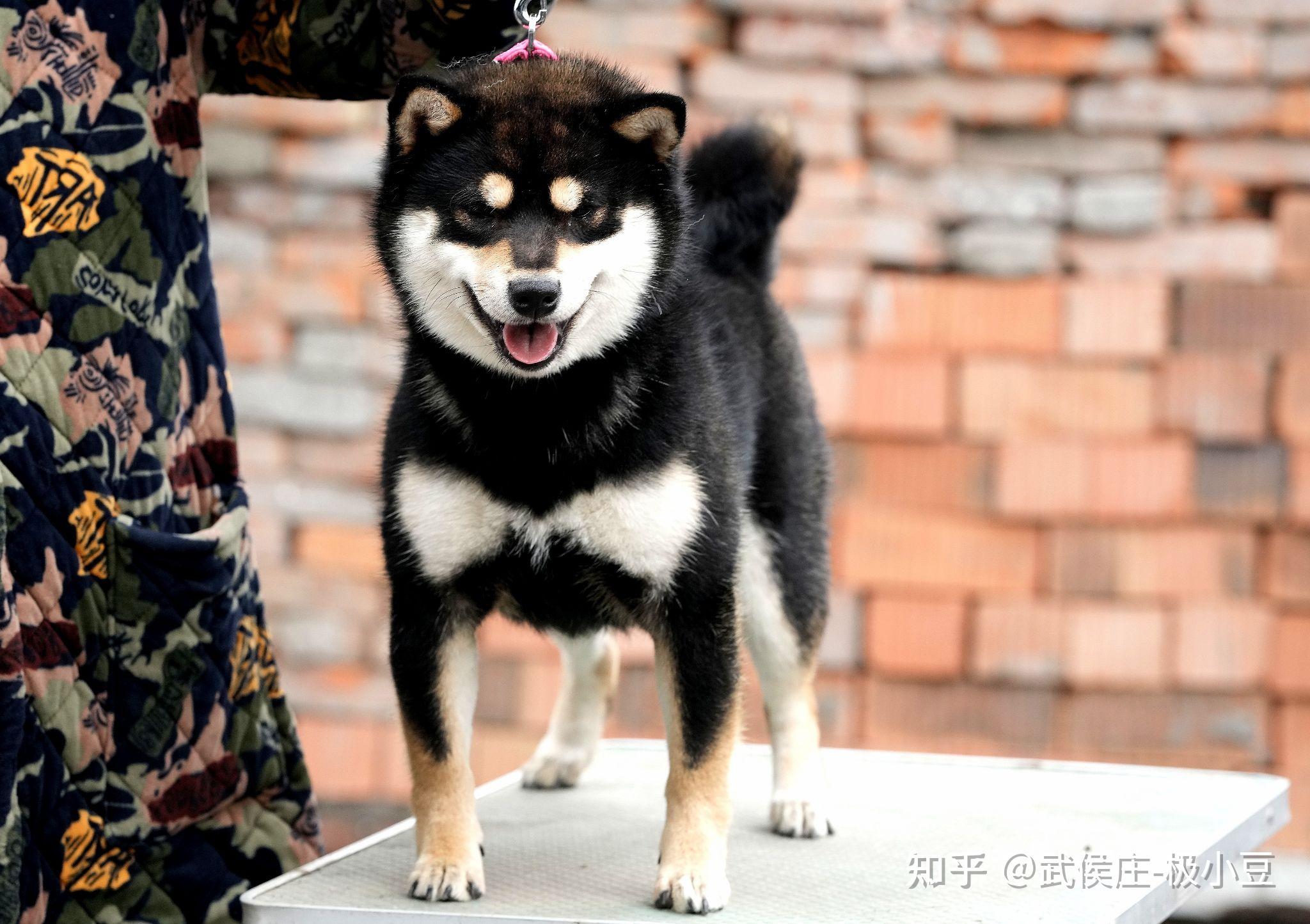 为什么我的黑柴犬没有豆豆眉