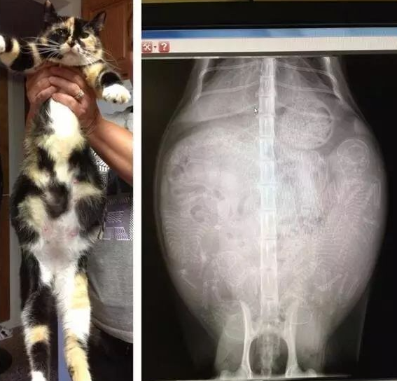 如何判断猫咪怀孕这只猫咪是否怀孕