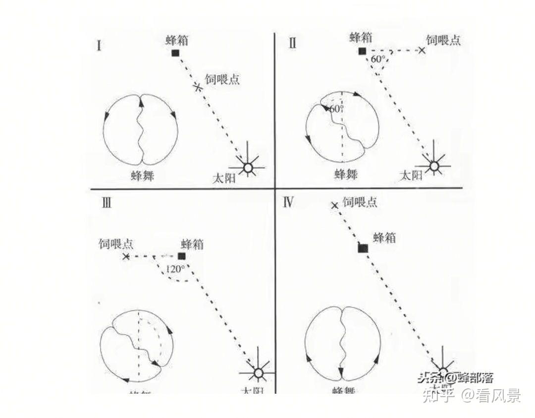 蜜蜂8字舞图解图片