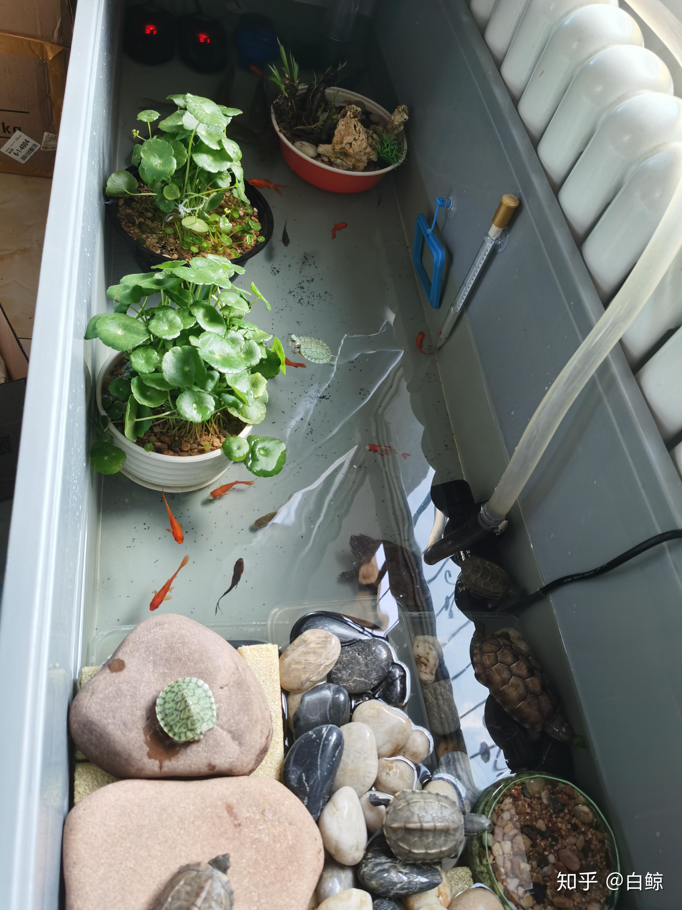 如何布置周转箱龟缸? - 知乎