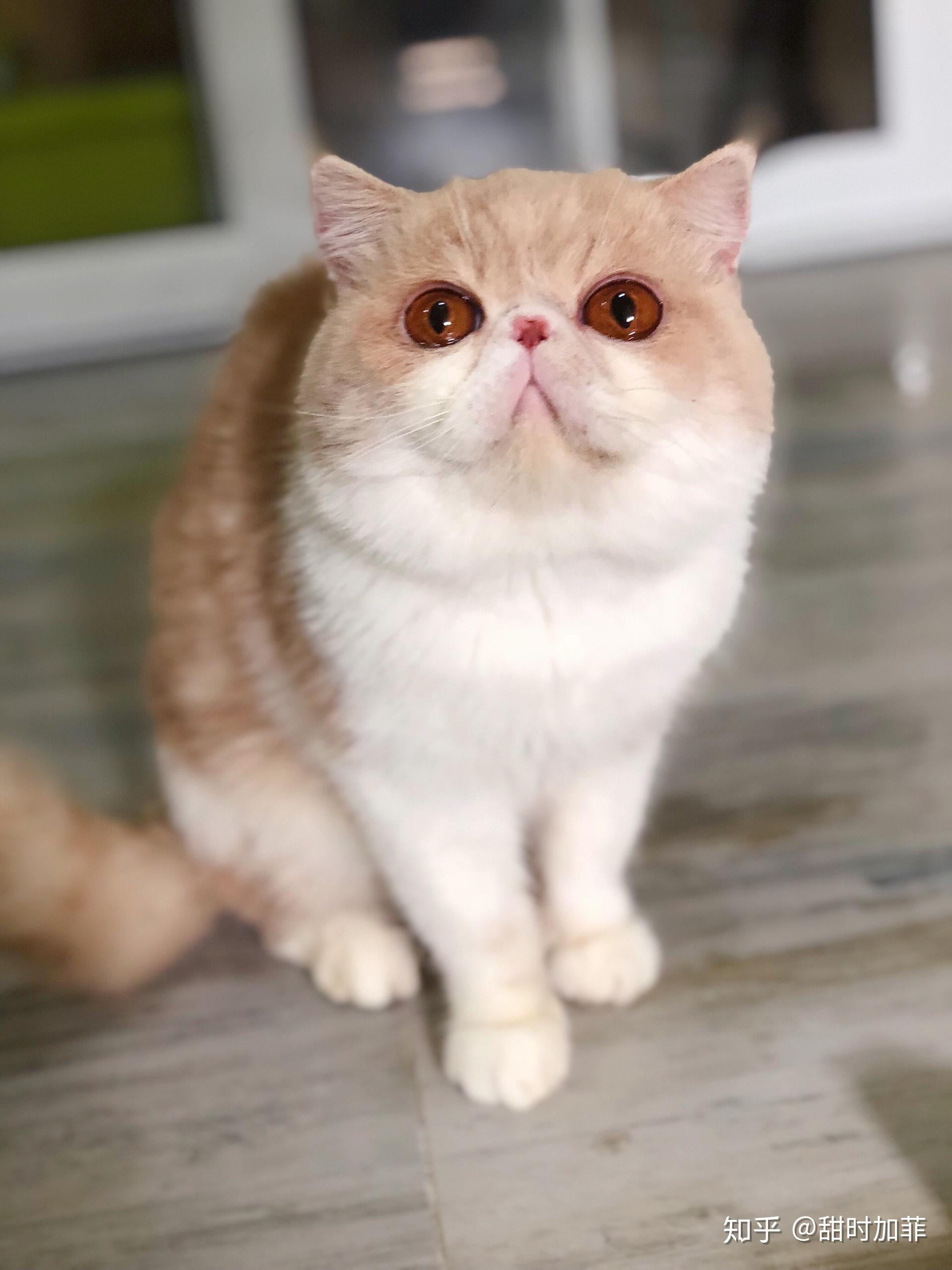 赛级加菲猫,15000买的,在纠结要不要给她生一窝,又担心如果生的不好她