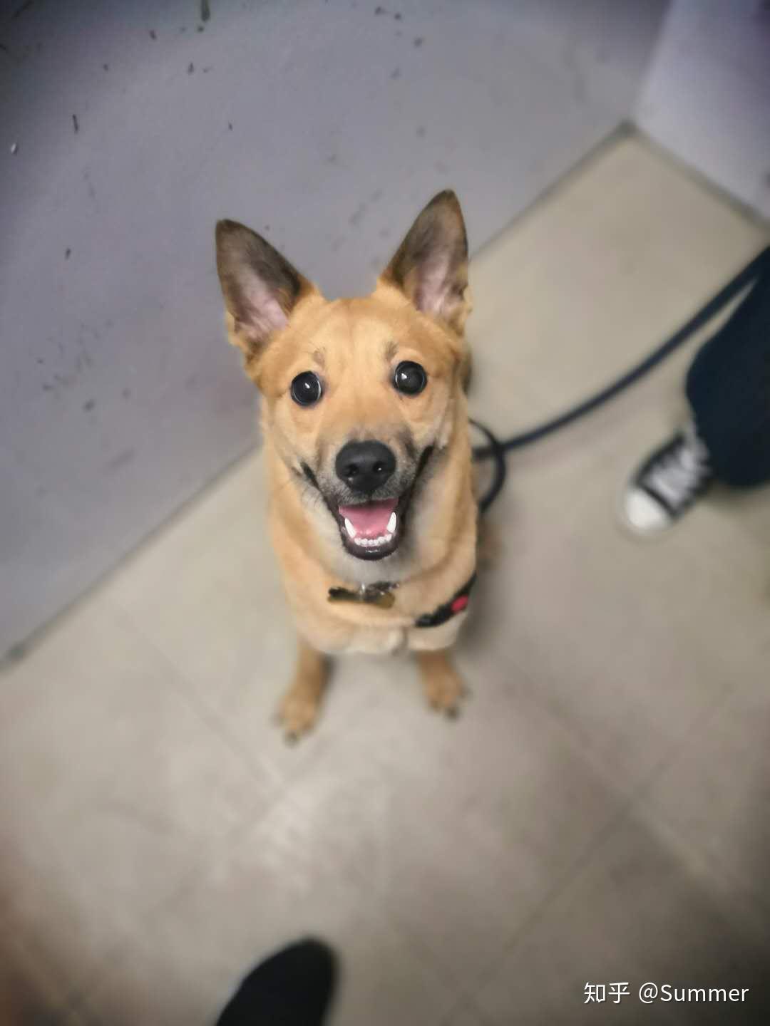 中华田园犬（土狗）有哪些优点是宠物狗不能比的？ - 知乎