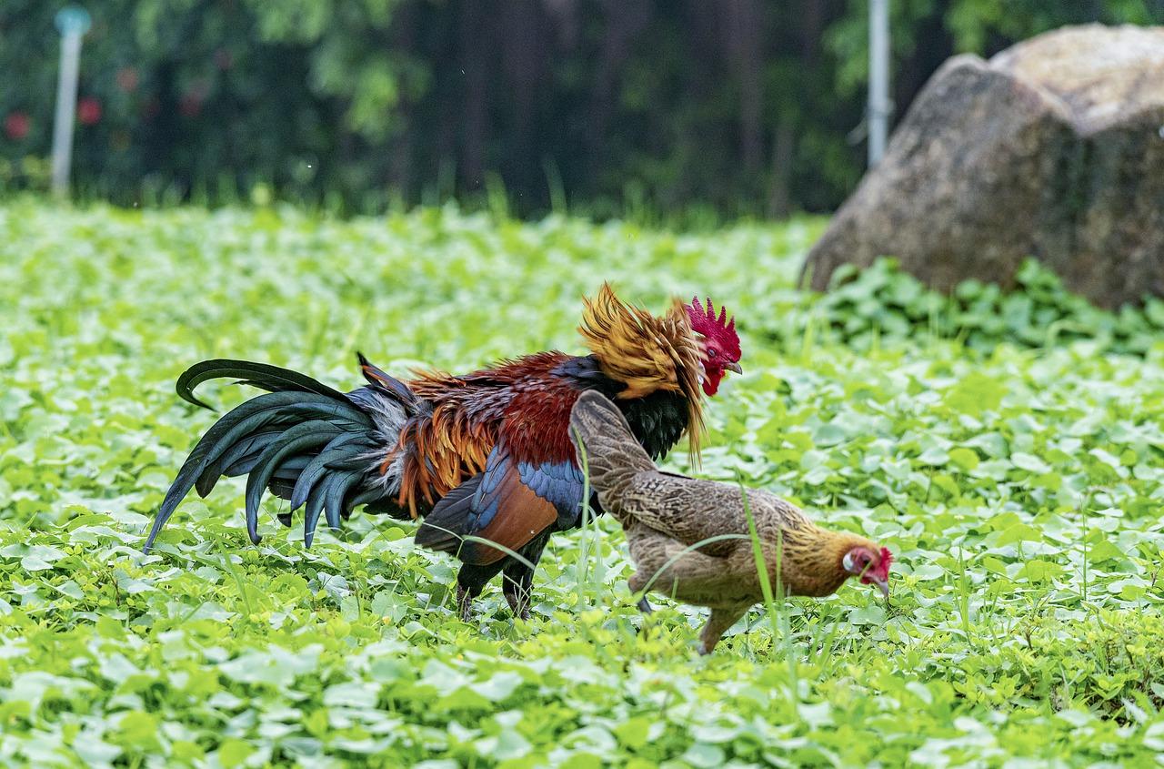 4. 圆形夏花秘境