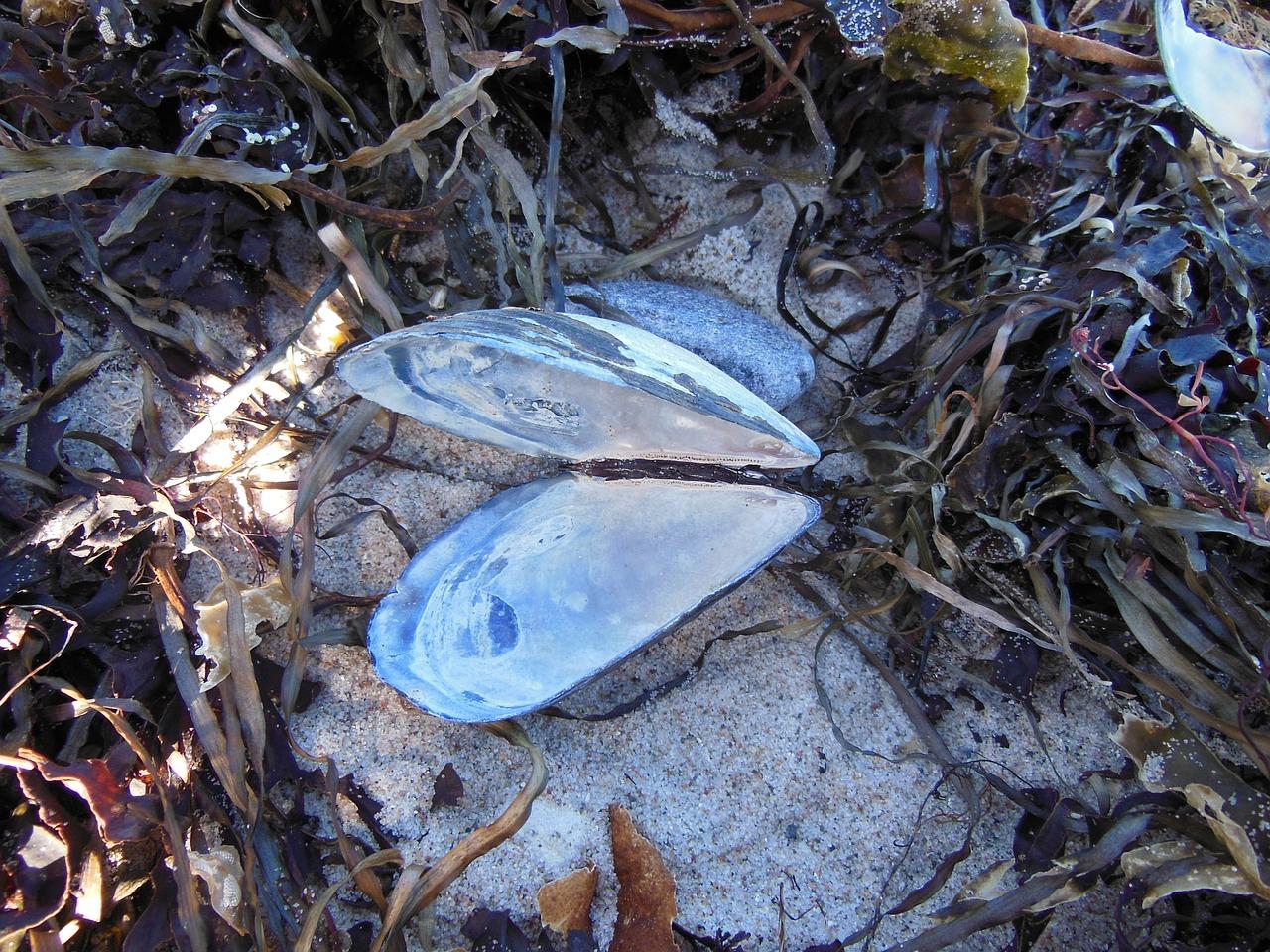 5. 海藻泥地板品牌