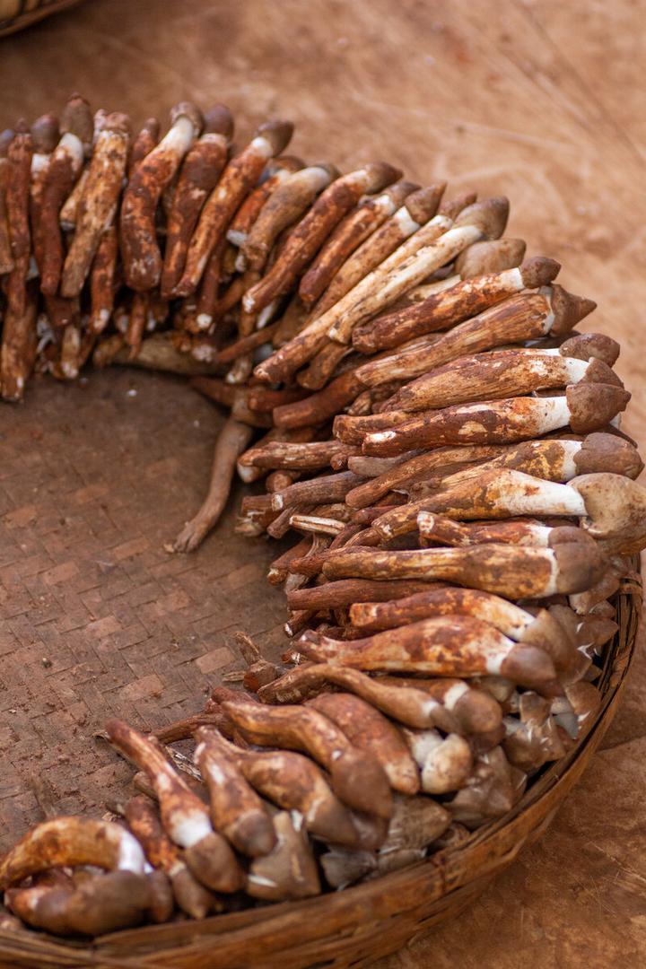 与白蚁共生:鸡枞菌 - 知乎