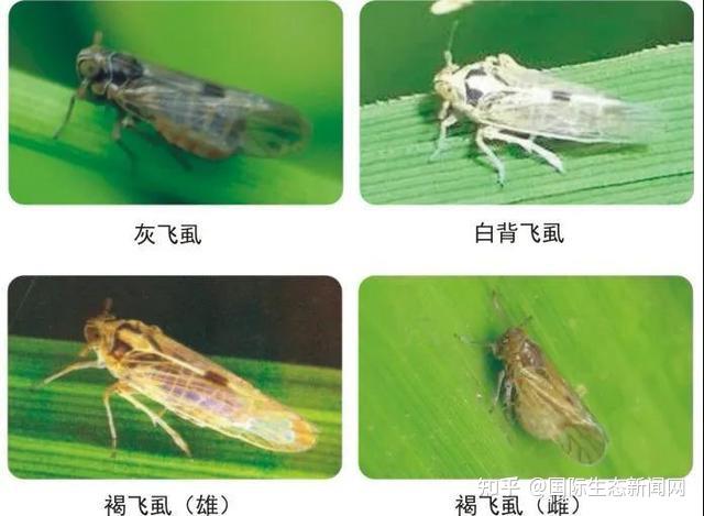 水稻稻飞虱防控笔记 - 知乎