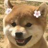 Zhihu profile picture for @prosecution