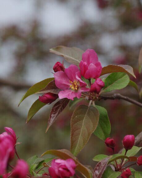 是否存在有香味的海棠