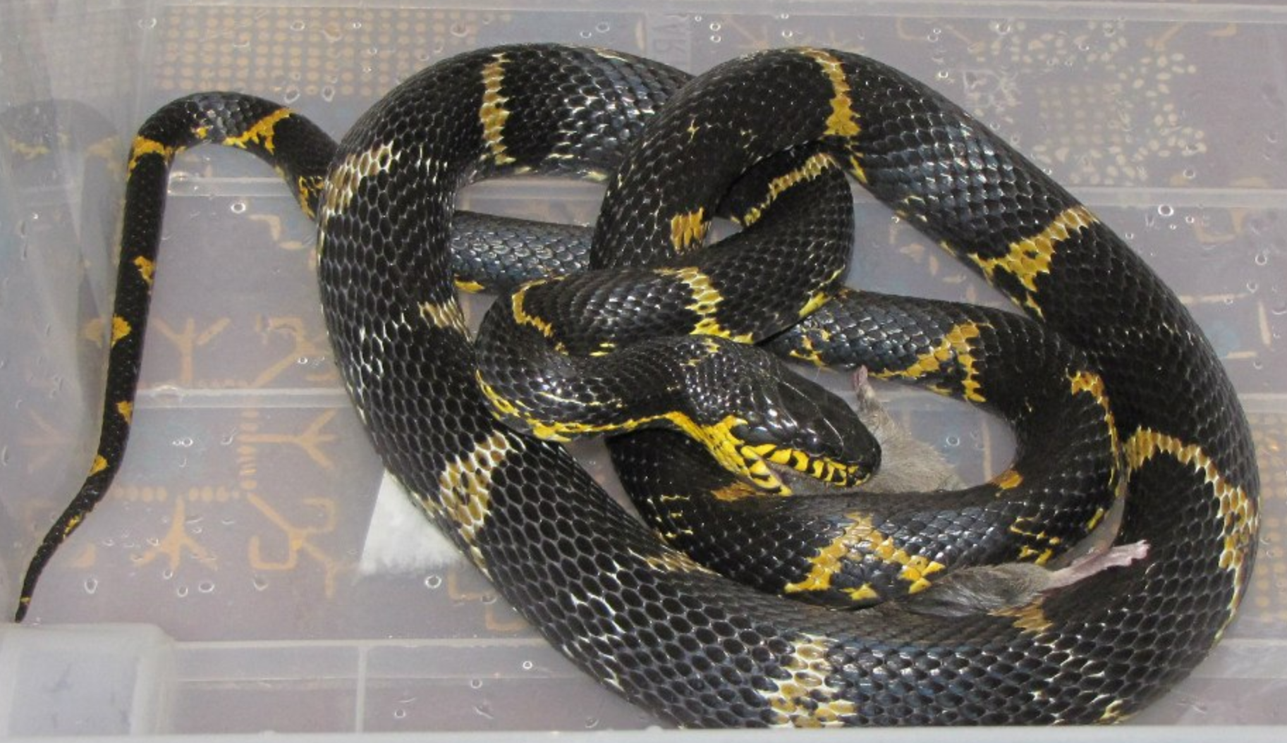 这是什么蛇蛇啊?