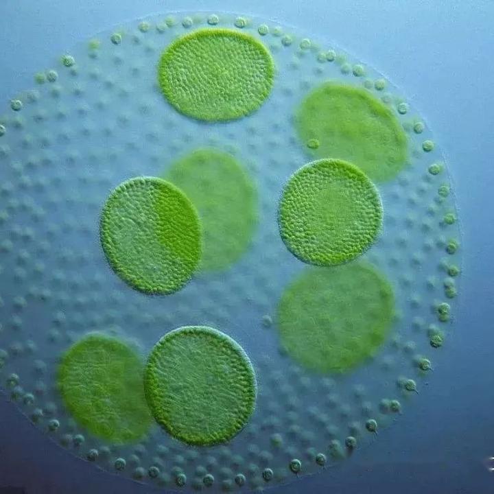 【原生生物界全系列-46】绿藻纲—团藻目 - 知乎