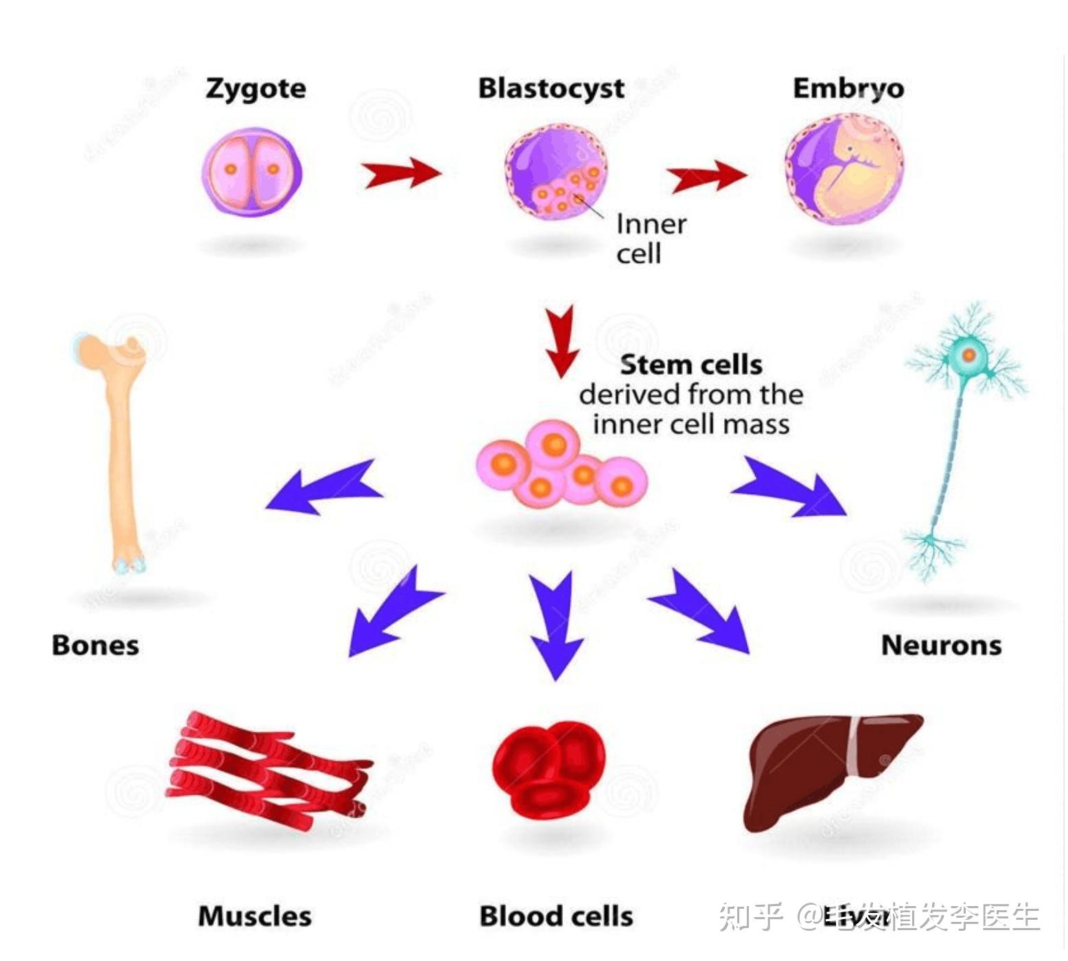 商业化的毛囊克隆还有多长时间能实现