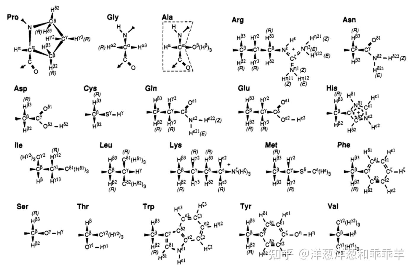 结构文件之氨基酸中原子的命名 - 知乎