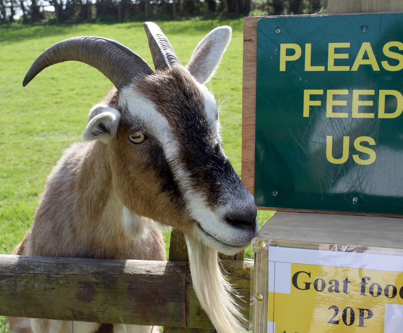 山羊宝宝初登场