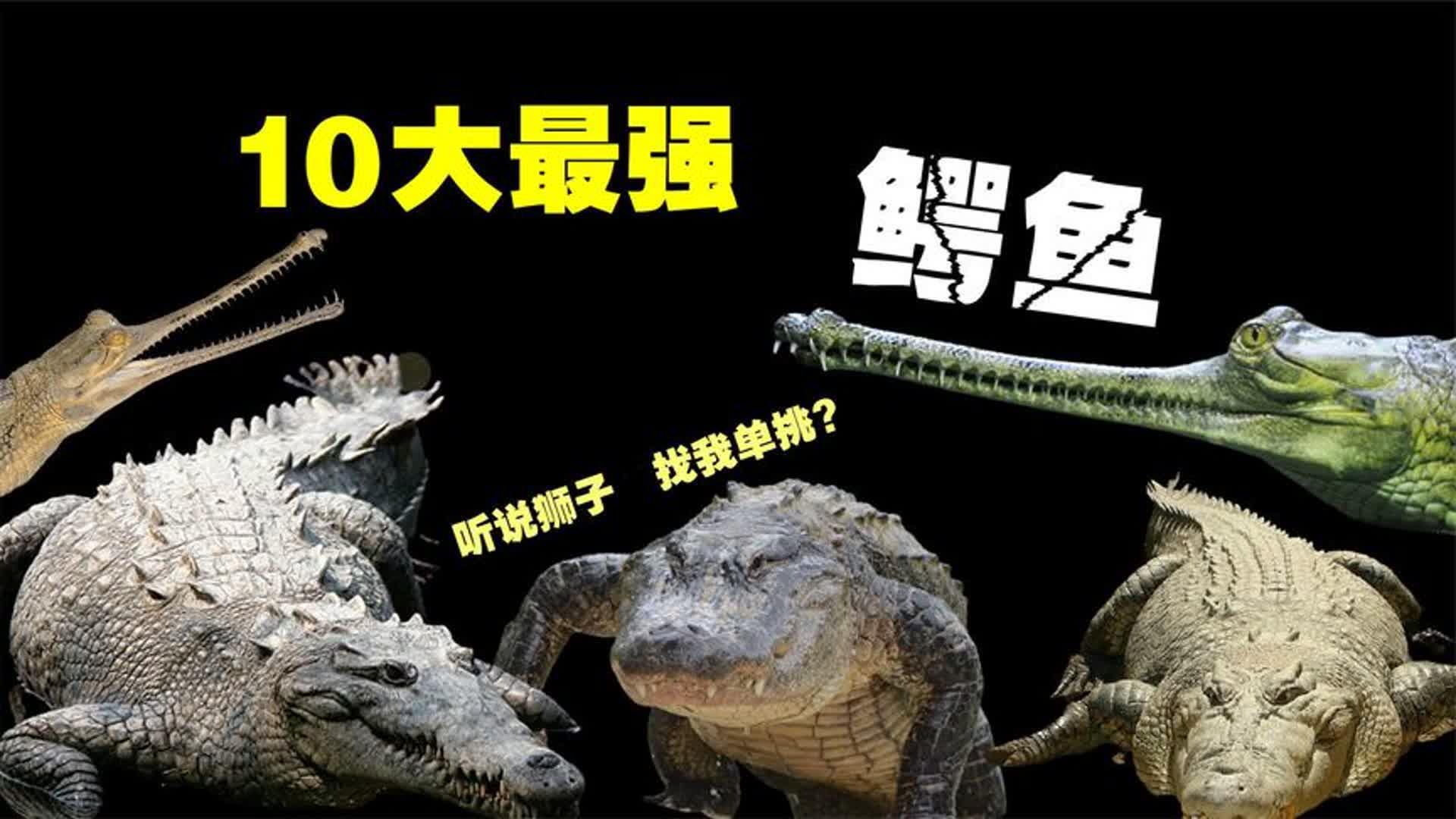 十大最强鳄鱼,你见过世界上最大的鳄鱼吗?5米,7米,10米?