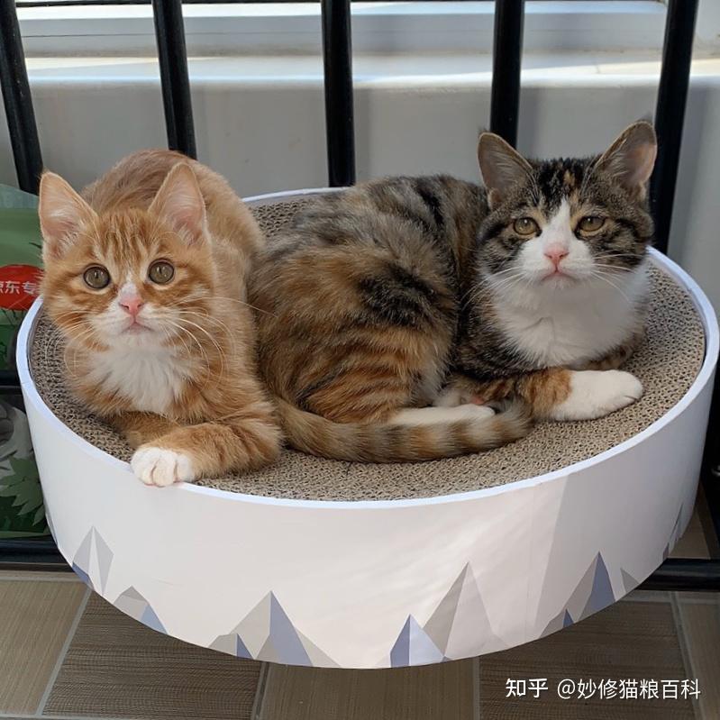 新手养猫选什么品种?这8种猫很受追捧,便宜又好养 - 知乎