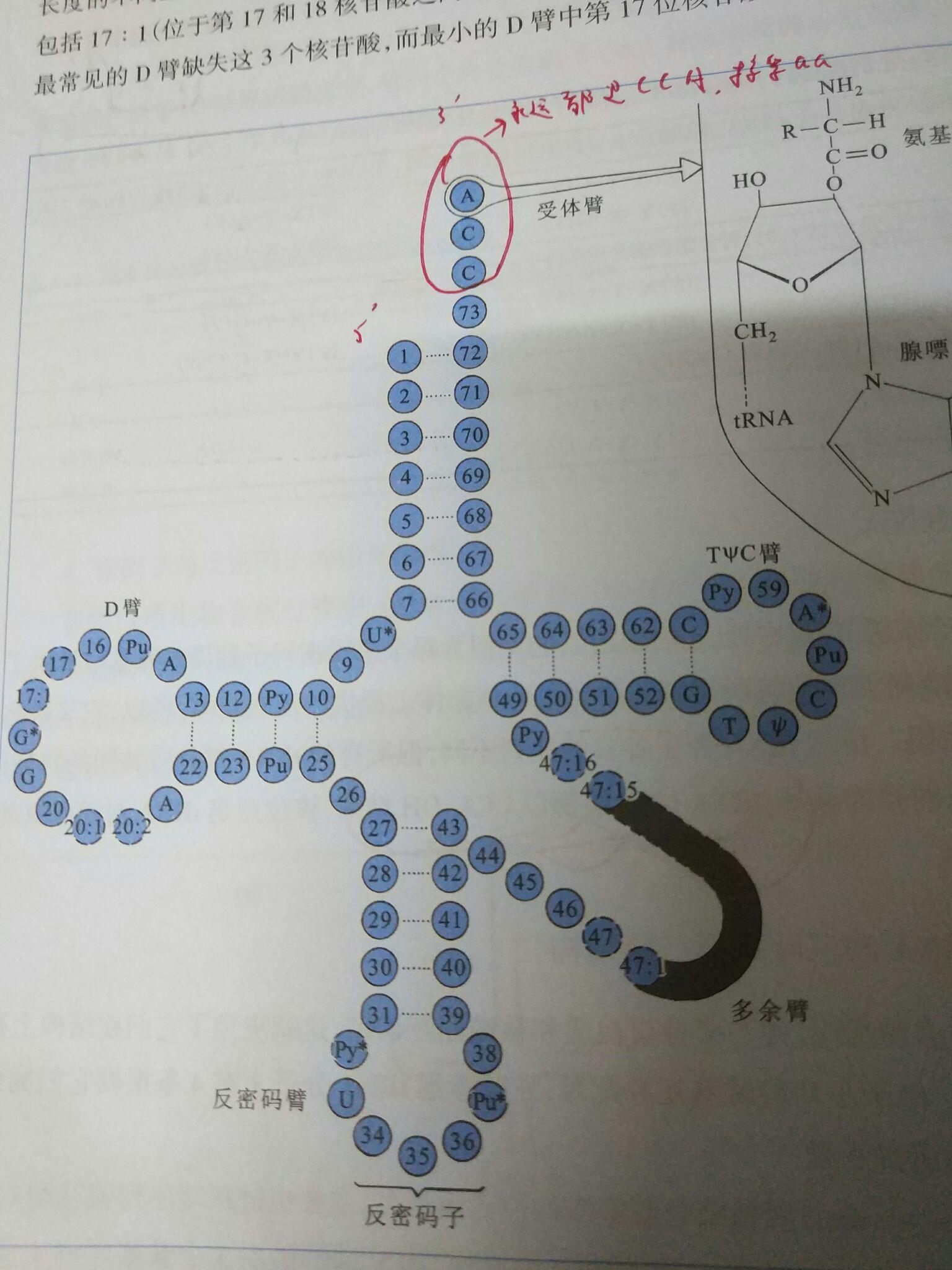 trna到底有多少种? - 知乎