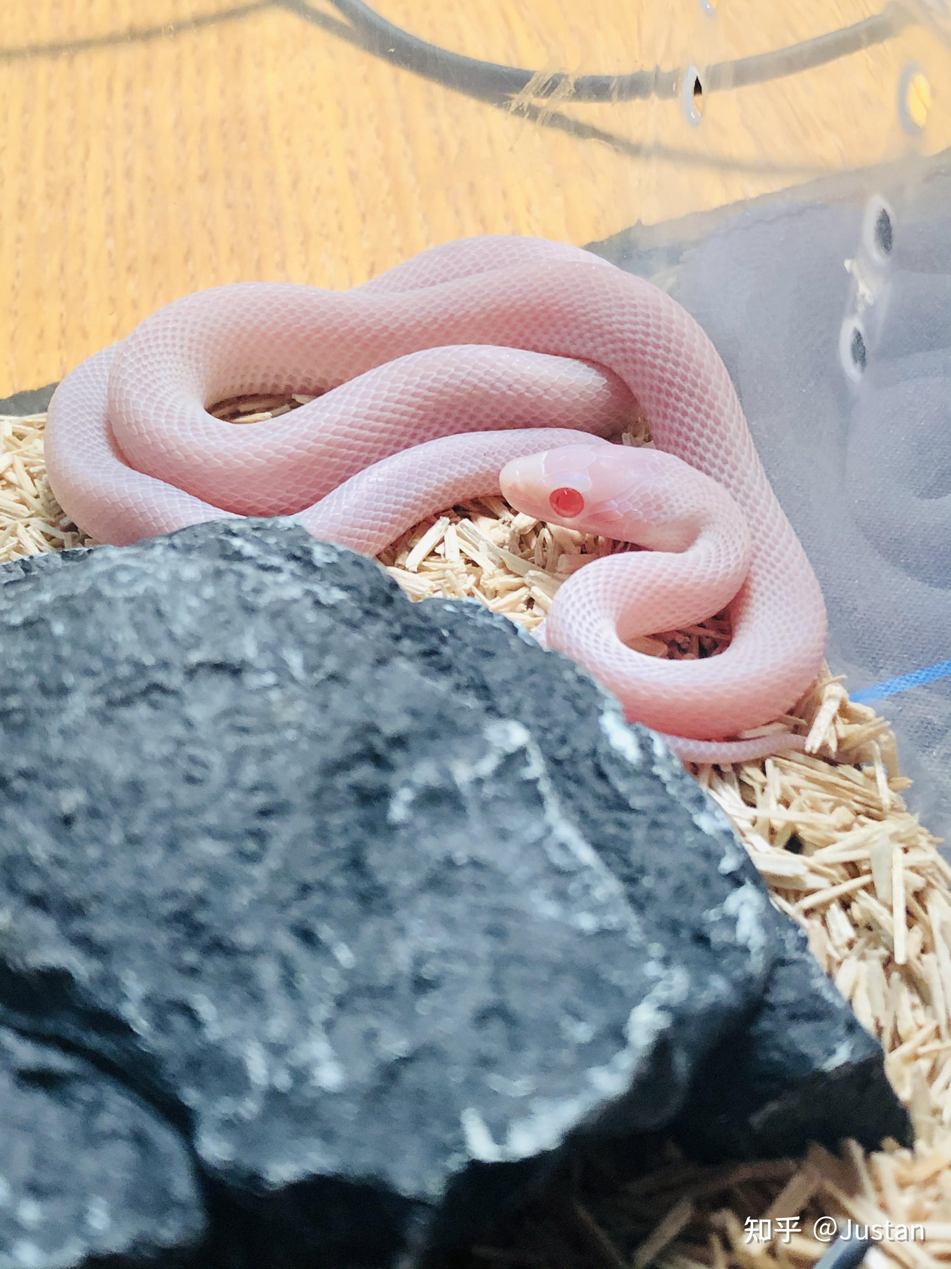 在哪里可以买到宠物玉米蛇? - 知乎