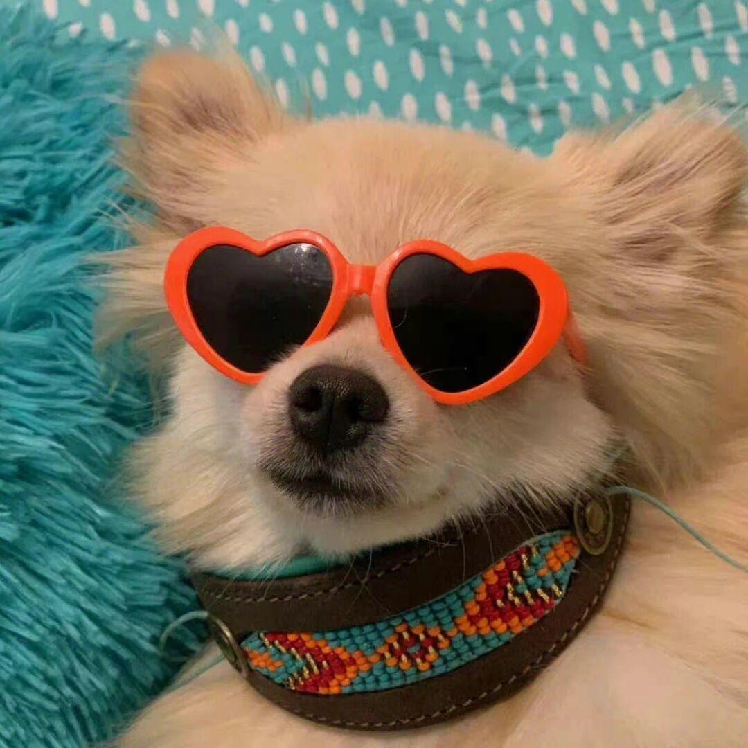 有哪些可爱的宠物头像值得推荐? - 知乎