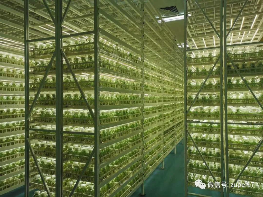 组培实验室led植物生长灯配置要求? - 知乎