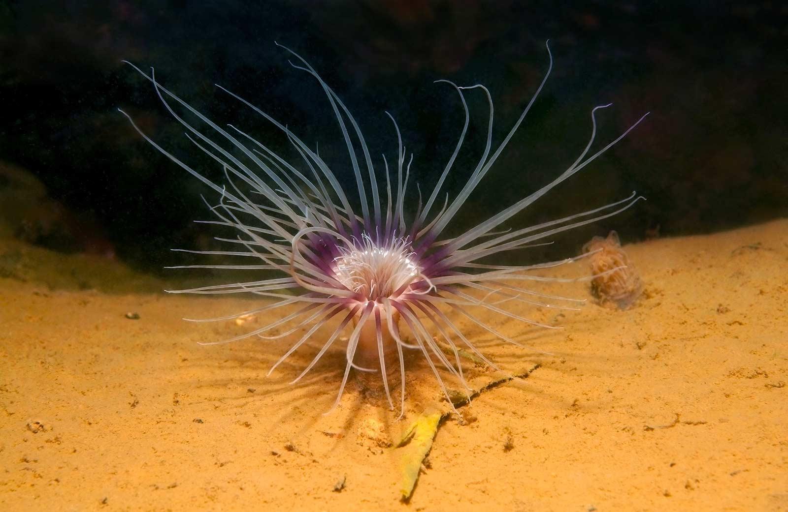 有哪些奇特的海洋生物? - 知乎