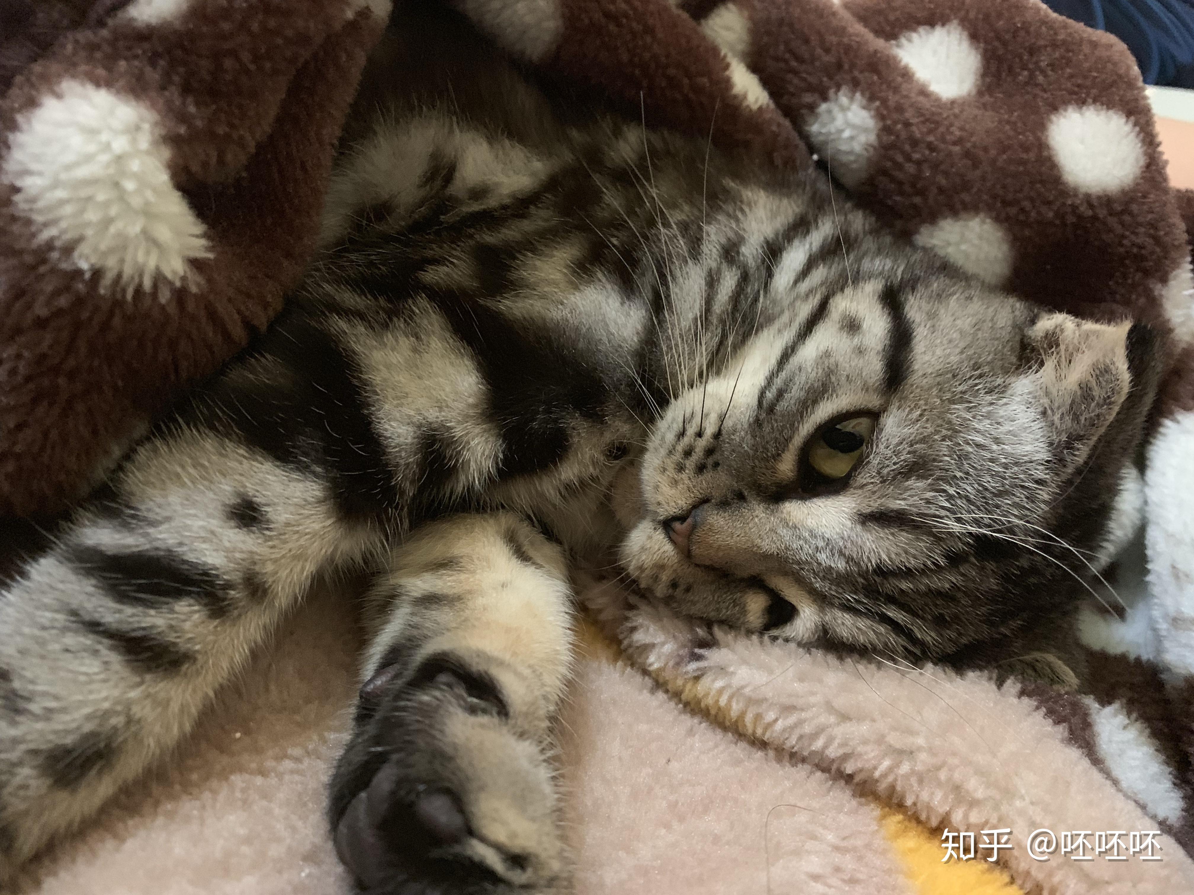 美短和英短杂交好看吗?养猫的来戳戳 - 知乎