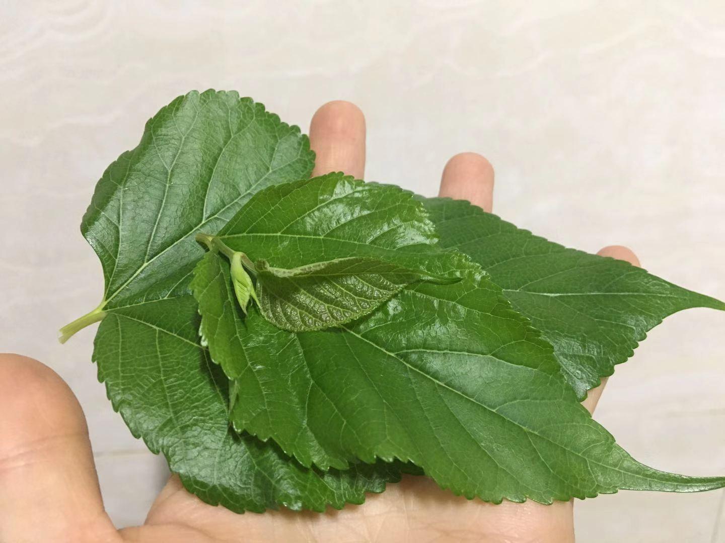 阳台种桑学问大，原来桑还有好寓意！可持续种多年生果树-桑树，桑叶和桑葚 - 知乎