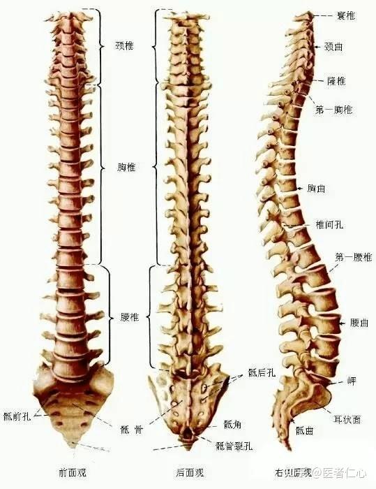 人体脊柱有多少块图片