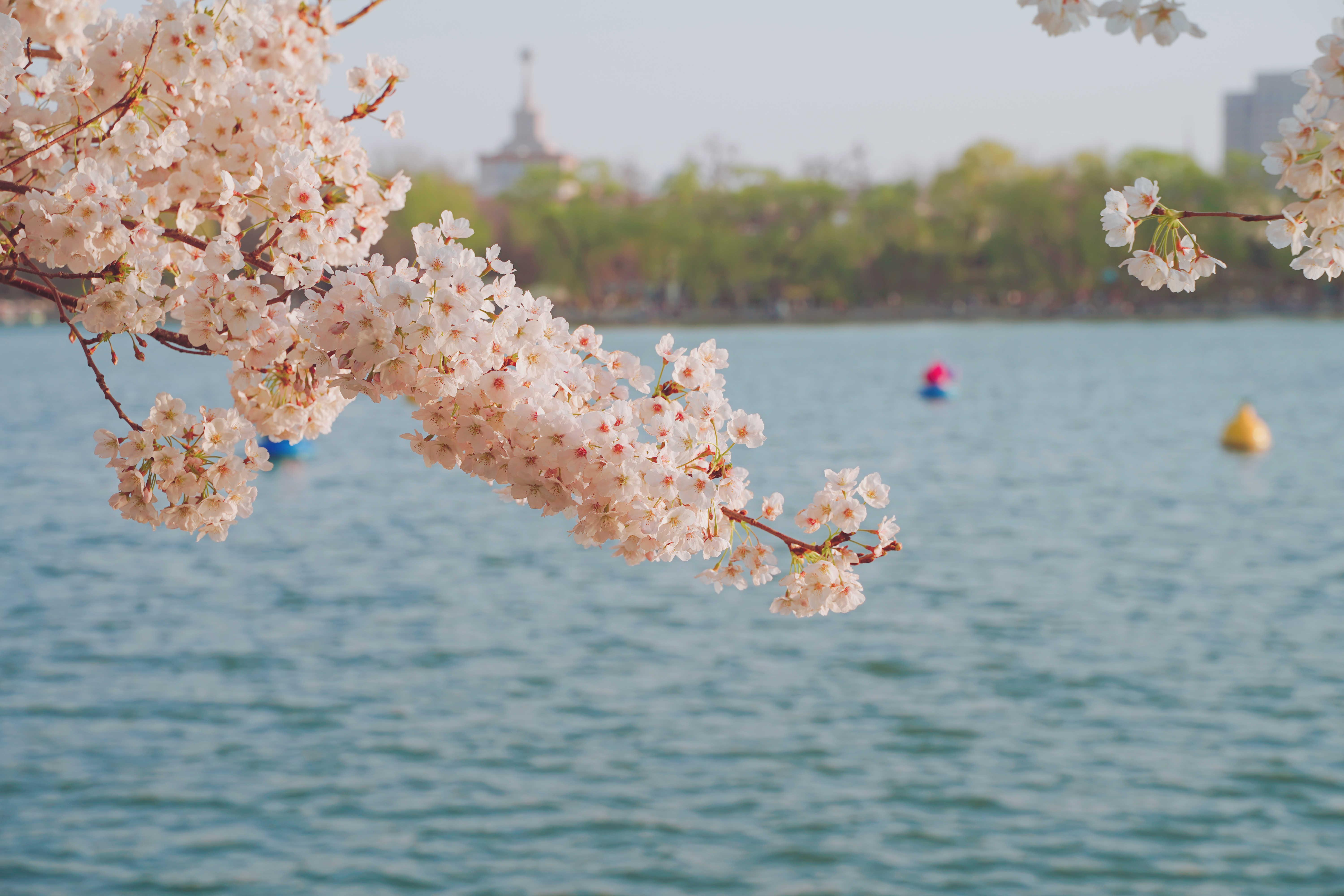 计划去玉渊潭公园赏樱有哪些拍照攻略分享