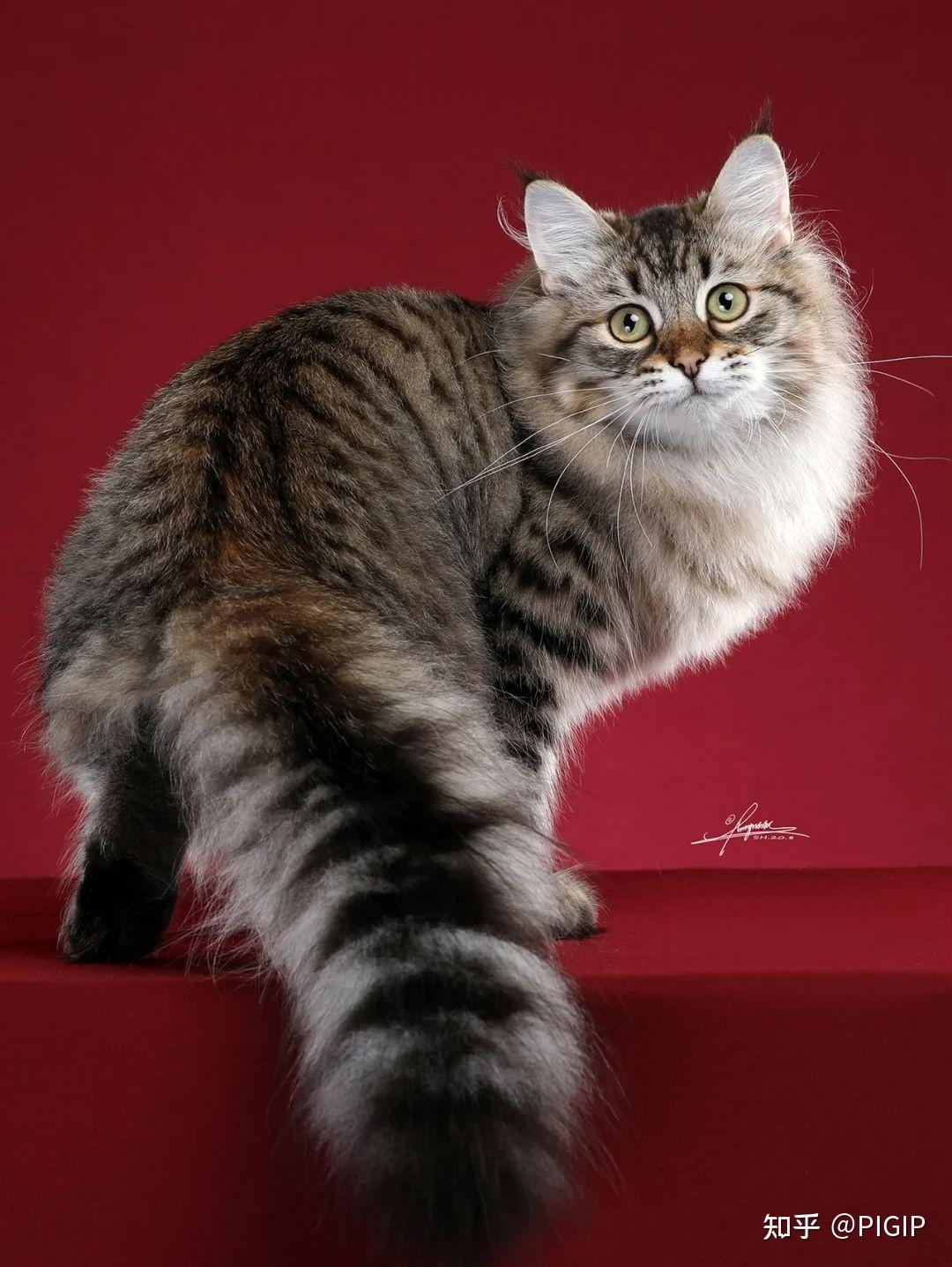长毛猫有哪些品种? - 知乎
