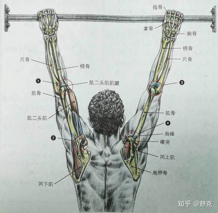 为什么我国的中学生大部分都不会做引体向上？