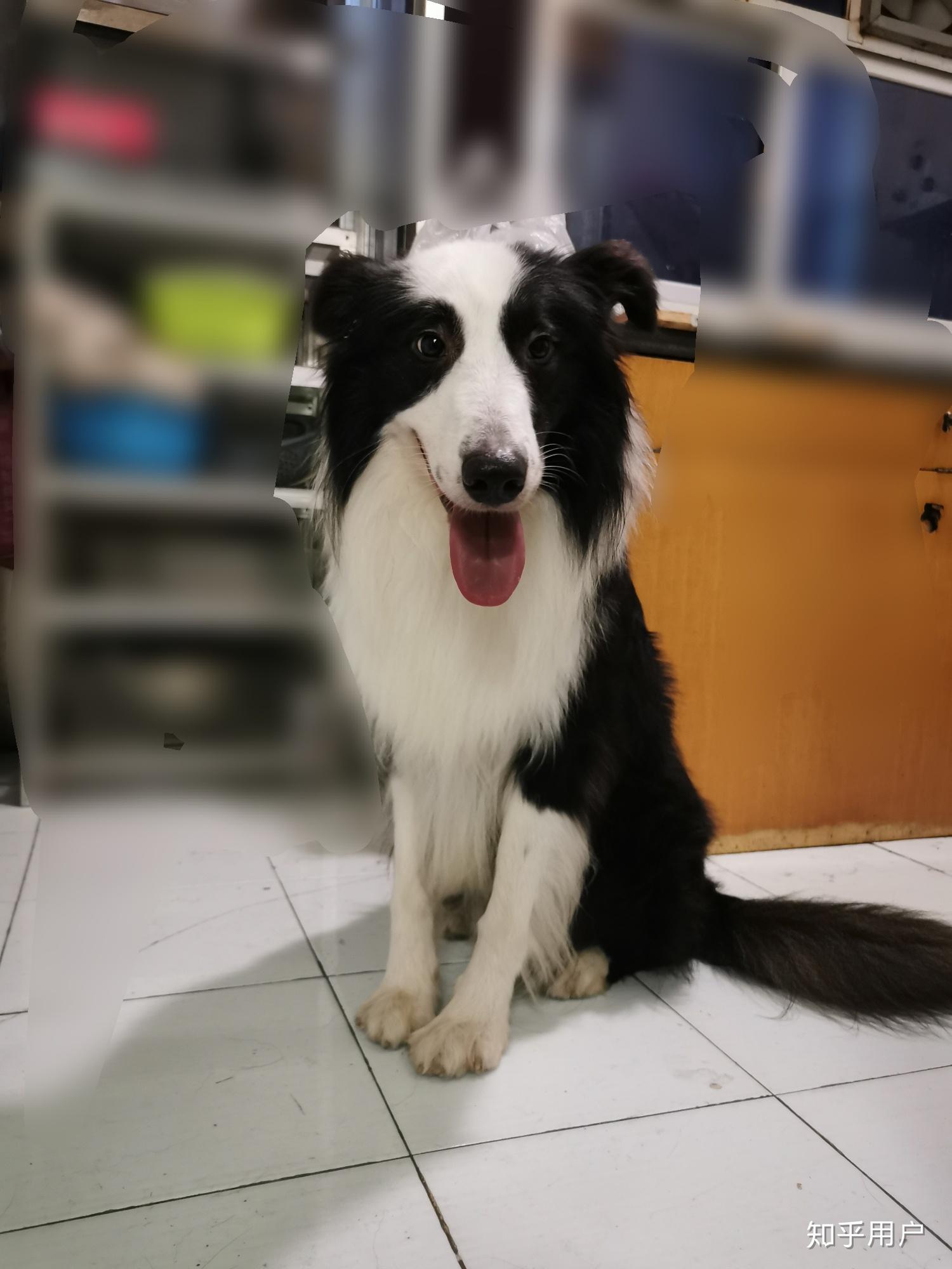 是边牧吗我朋友说是杂交的说他嘴巴太长了不好看说我被卖家骗了求各位