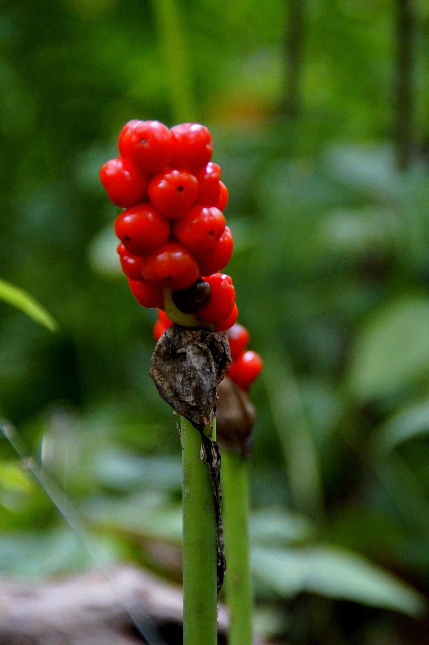 室内除甲醛植物排行