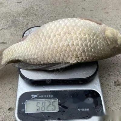 鲫鱼能长多大?有些鲫鱼大到不敢想象,一大家子人都吃不完
