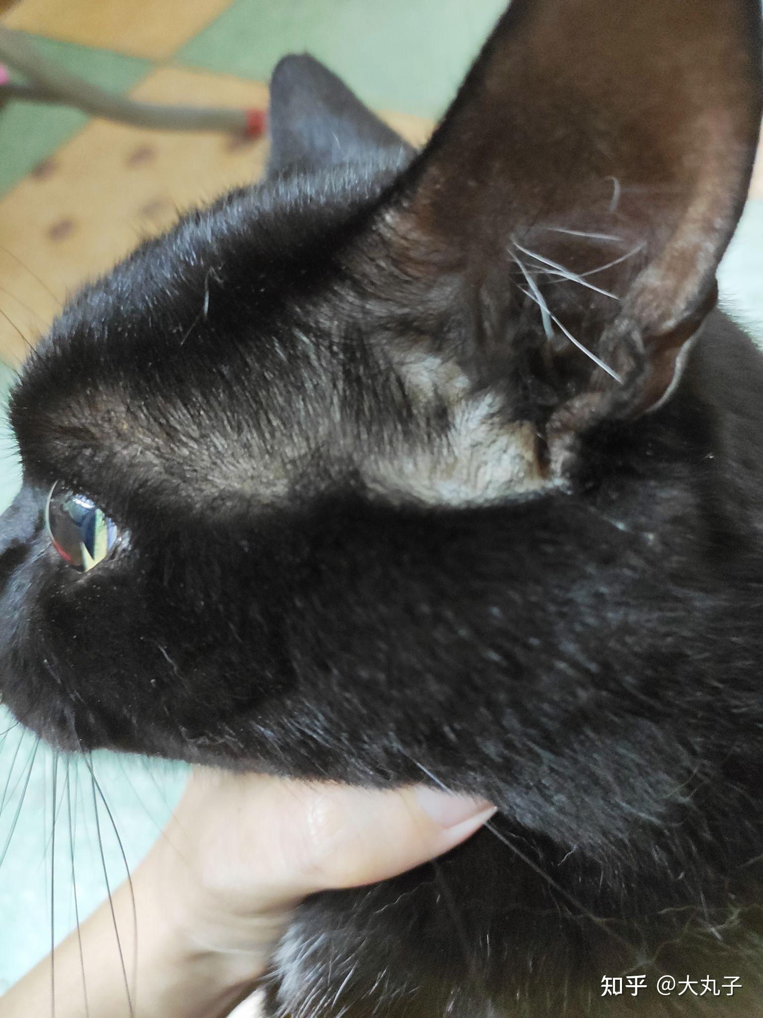 猫咪耳朵前面秃了咋回事呀