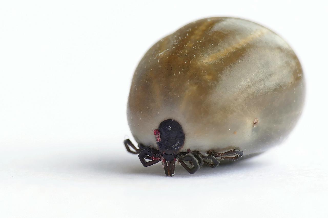 3. 马桶防蛾蚋妙招