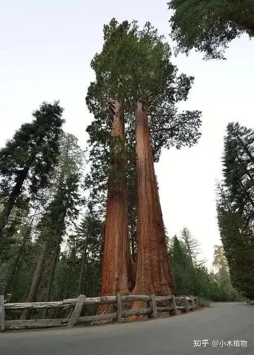 为什么全球仅存的巨杉都在美国加州?一棵树揭开3000年生存真相 - 知乎