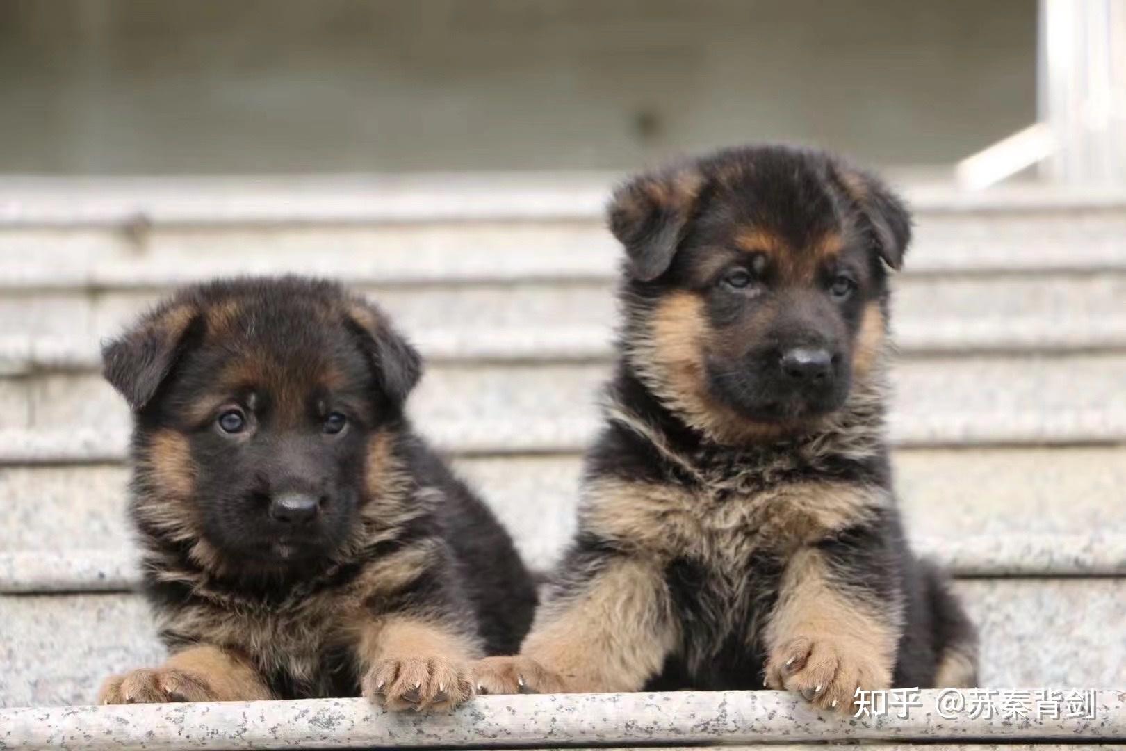 红警军犬图片