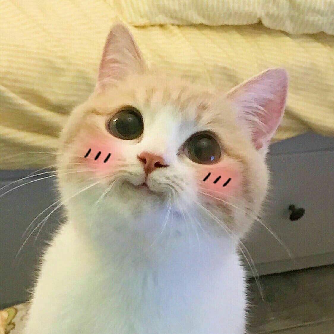 各位小伙伴有没有暗中观察橘猫的表情或者头像? - 知乎
