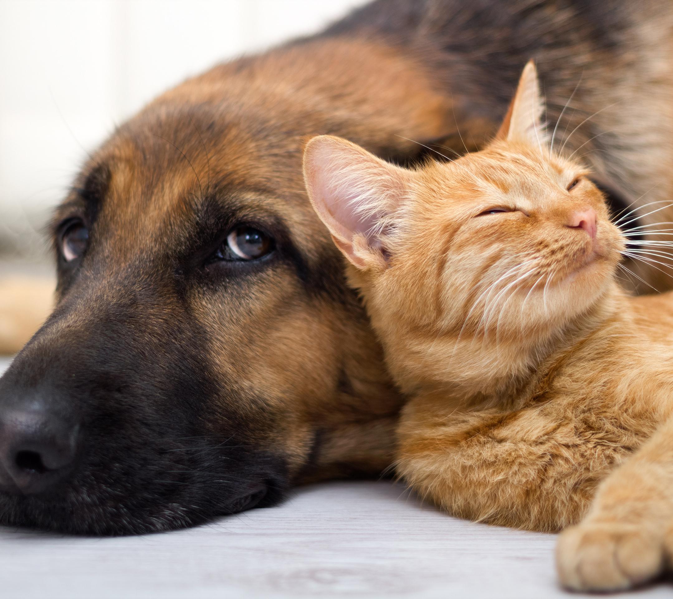 家里养猫狗哪个异味大呢?