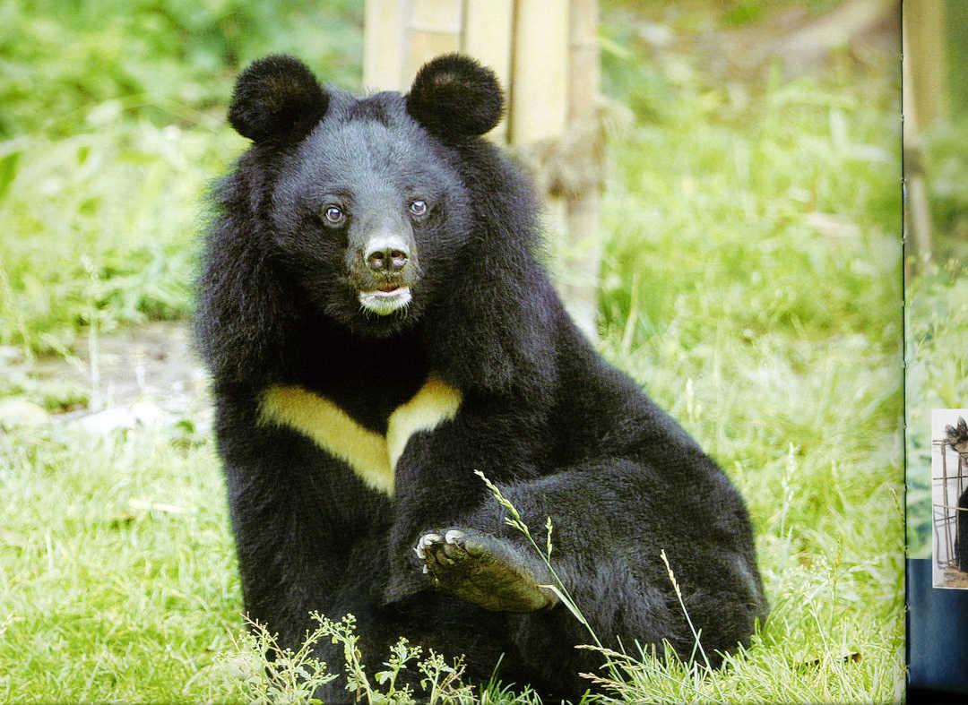 亚洲黑熊动物卡通贴画 向量例证. 插画 包括有 闹事, 颜色, 跳舞, 动物区系, 五颜六色, 下跌, 逗人喜爱 - 236988278