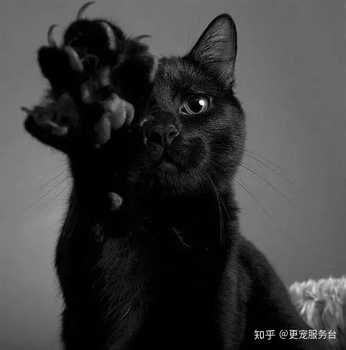 M.J WORKS | 東京都のお客様です。 ねこ玄関脱走防止扉を施工
