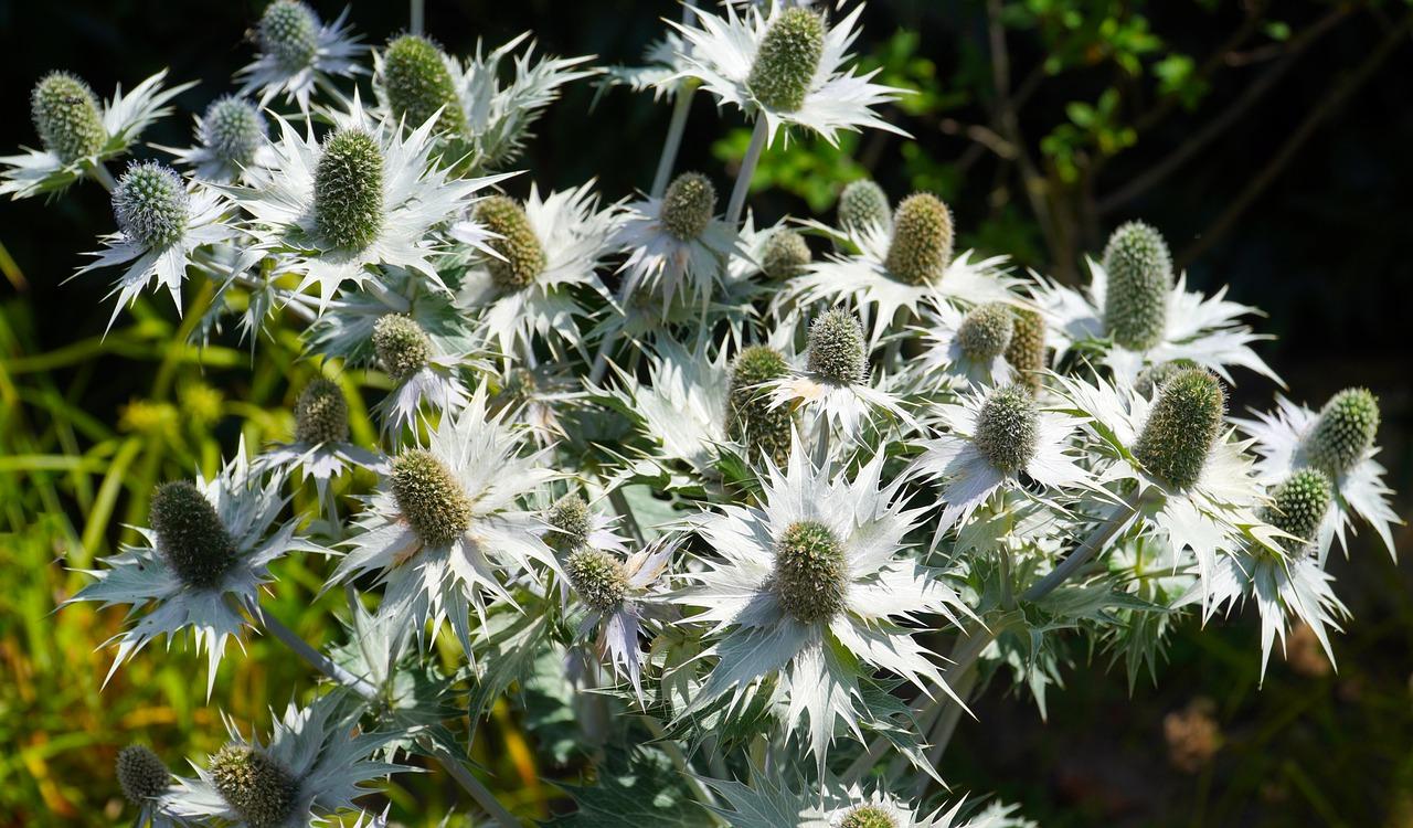 地黄是干什么的