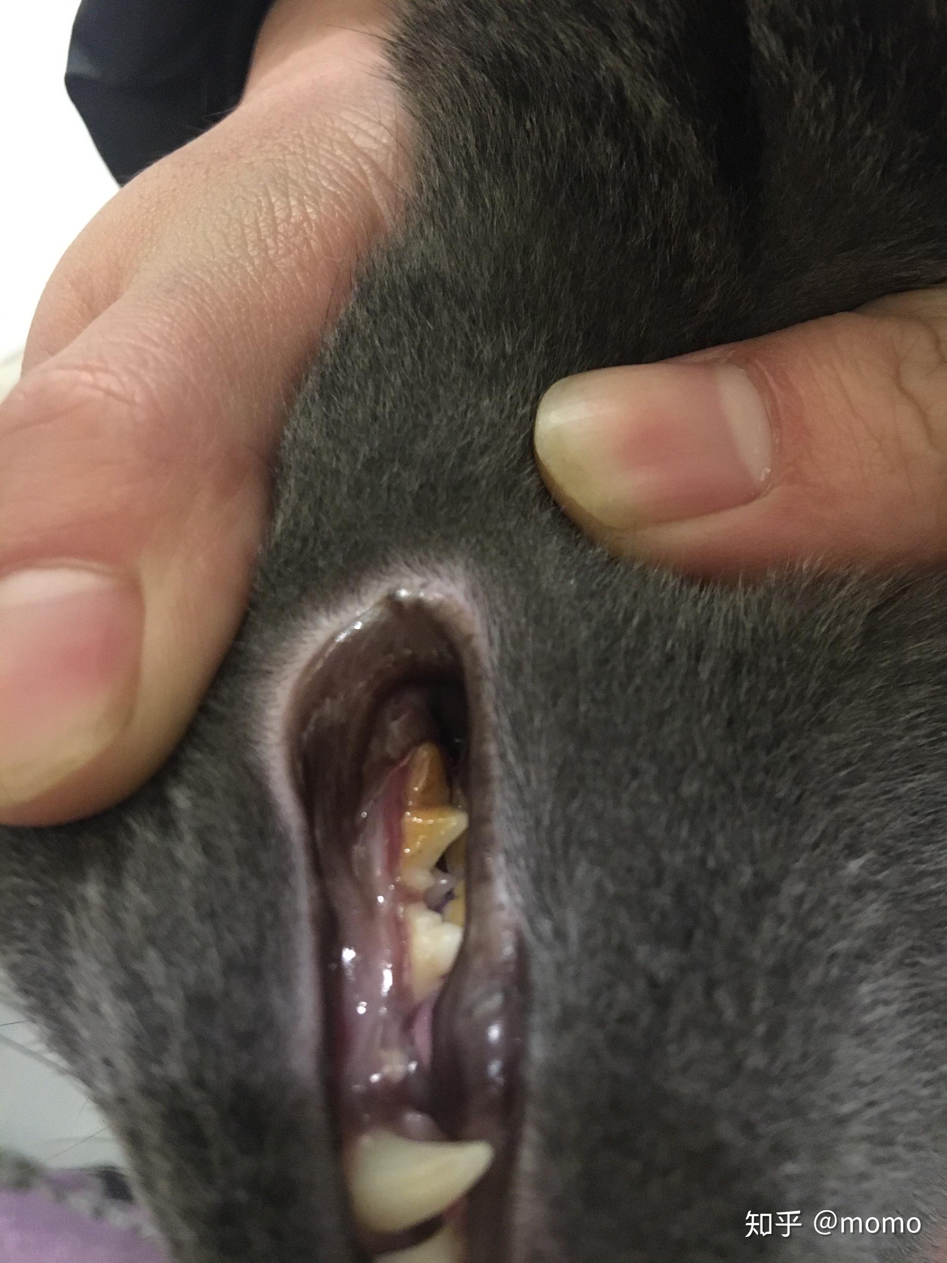 猫咪得了牙结石有没有简单易行的治疗方法
