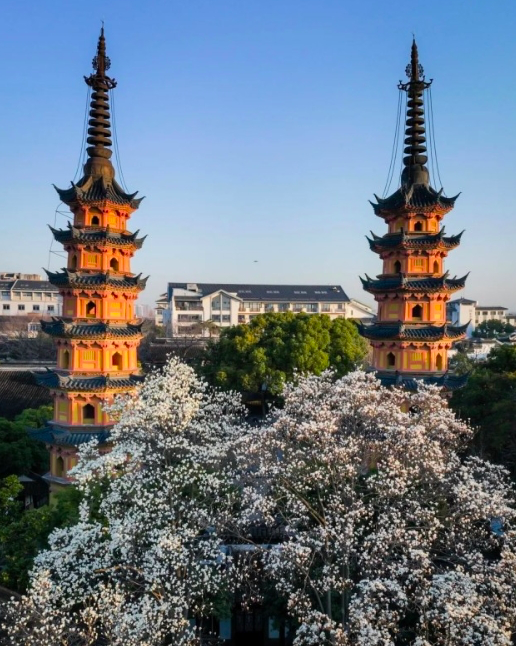 国内有哪些赏「玉兰花」的好去处? - 知乎