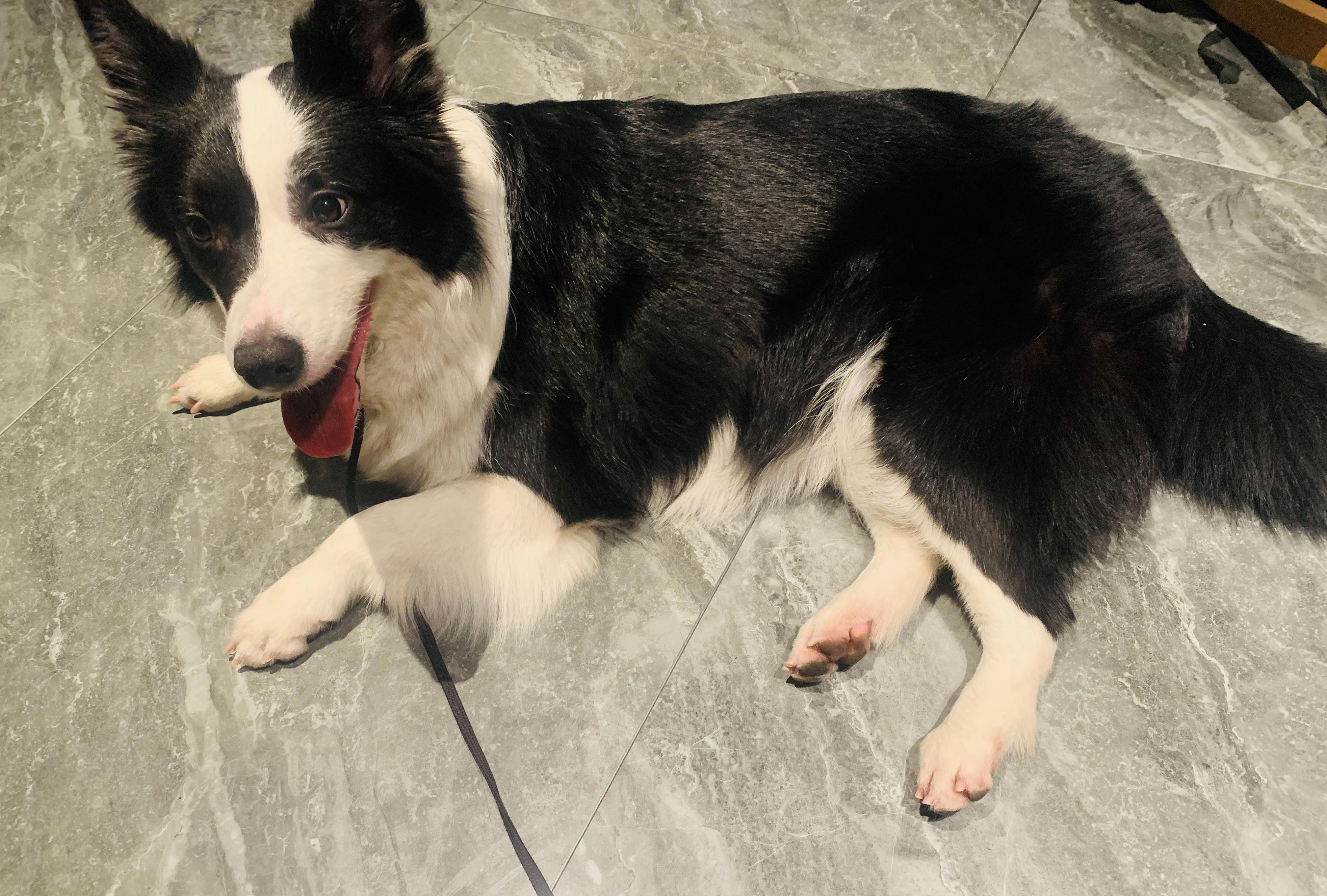 想扔狗怎么办,家里养了一只柴犬,撒手就没,在过去的三年时间里跑了二